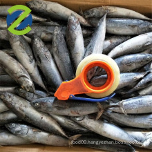 Frozen Bonito Fish For Sale